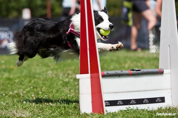 200907-flyball-brno-30654
